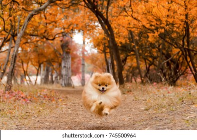 A beautiful dog runs through the bright autumn forest, the Spitz. The dog hovered in the air during the jump.