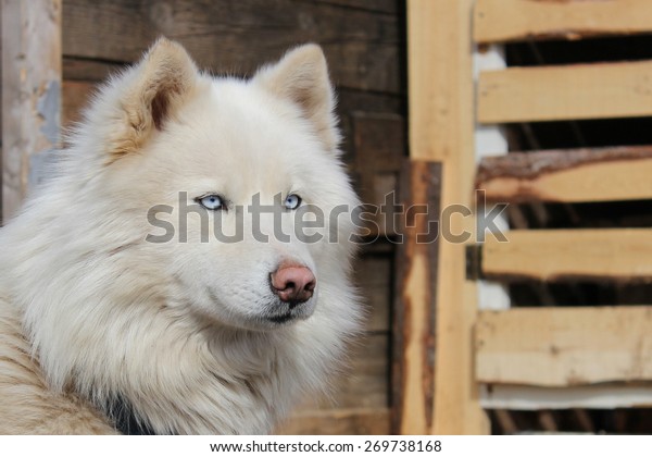 88+ Blue Eyes Samoyed Husky Siberian Husky