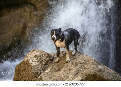 A beautiful dog sits in front of a waterfall. Black and white dog. American Staffordshire Terrier. Beautiful waterfall in the background.