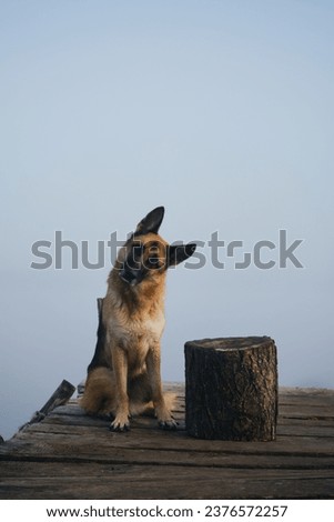 Beautiful dog sits on wooden pier on a foggy autumn morning over a lake or river. German Shepherd posing on the bridge next to a log, tilted head sideways listening attentively. A peaceful landscape