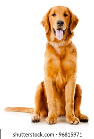 Beautiful dog sitting down - isolated over a white background - Shutterstock ID 96815971
