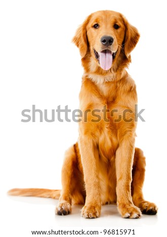 Similar – Image, Stock Photo cute golden retriever dog at home holding a blueberry on his snout. adorable obedient pet. Home, indoors and lifestyle