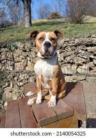 A Beautiful Dog Sitting At The Top Of Stairs