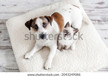 Beautiful dog and a small cat are sitting on a soft white pillow. A kitten and a puppy together at home. Cozy home concept
