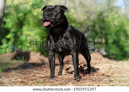 Beautiful dog of Staffordshire Bull Terrier breed, black color, smiling face, tongue out, proud look, standing on autumn park background. Outdoors, copy space.