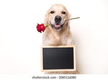 Beautiful dog standing with a red rose in his mouth and holding a blank sign on the board. Dog with flowers and place for text for congratulations. Golden retriever for valentine's day.