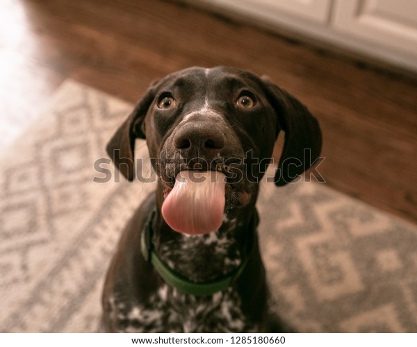 Beautiful dog with\
tongue out, German Short hair dog, brown dog, dog eating peanut\
butter, close up of\
puppy