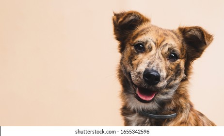 Beautiful Dog With Tounge Outside