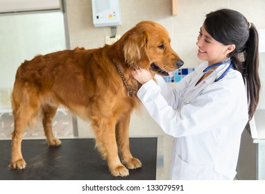 Beau chien au vétérinaire qui se fait vérifier : photo de stock