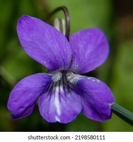 Beautiful Dog Violet Growing On A Hedge