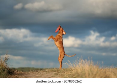 A Beautiful Dog Vizsla Jumping Up For A Toy