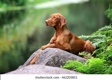 Beautiful Dog Vizsla Laying On A Rock