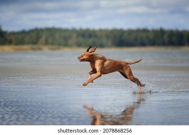 A Beautiful Dog Vizsla Runs On The Water