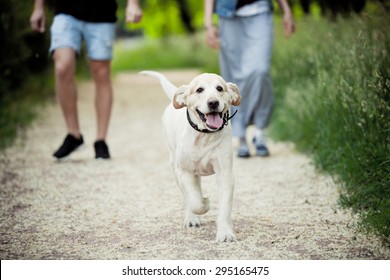 beautiful dog for a walk in the park runs