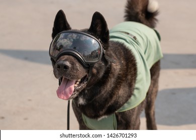 Beautiful Dog Wearing The Sun Glasses Close Up Background.