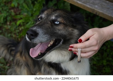 beautiful dog with white eyes and women holding weed