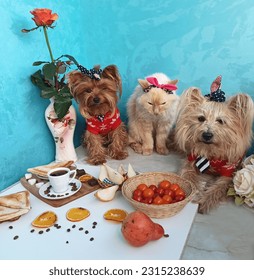 Beautiful dogs and a cat, breakfast, yorkies - Shutterstock ID 2315238639