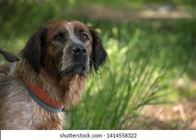 Beautiful dog's portrait in sunny summer park. 