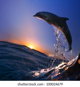 beautiful dolphin jumped from sea wave at sunset time