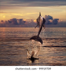 Beautiful Dolphin Jumped From Sunset Sea