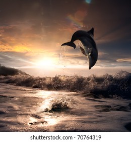 Beautiful Dolphin Jumped From Water At The Sunset Time