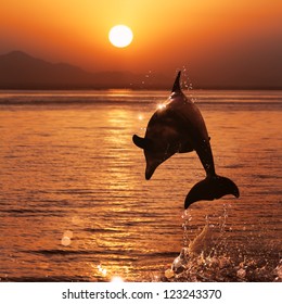 Beautiful Dolphin Jumped From Watrer At The Sunset Time