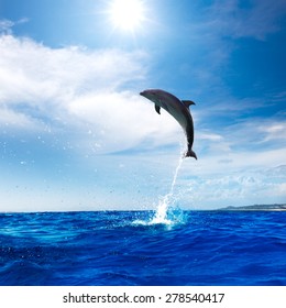 Beautiful Dolphin Leaping From Blue Ocean