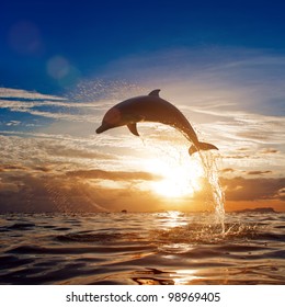 beautiful dolphin leaping jumping from shining sunset sea water surface