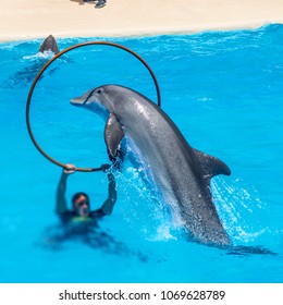 Beautiful Dolphins Swimming. Dolphin Jumping Above Blue Water