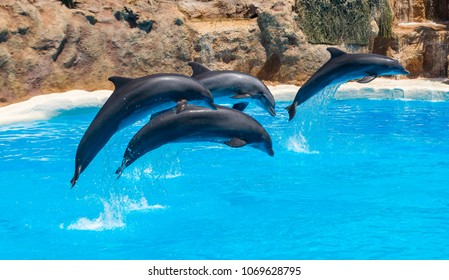 Beautiful Dolphins Swimming. Dolphin Jumping Above Blue Water