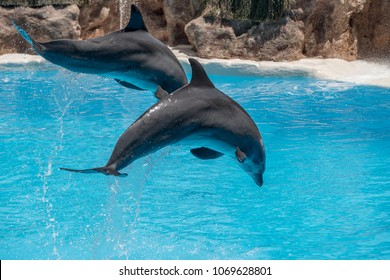 Beautiful Dolphins Swimming. Dolphin Jumping Above Blue Water