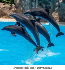 Beautiful Dolphins Swimming. Dolphin Jumping Above Blue Water