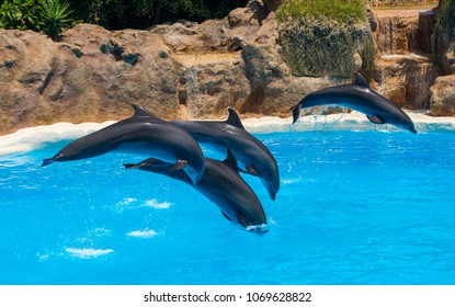 Beautiful Dolphins Swimming. Dolphin Jumping Above Blue Water