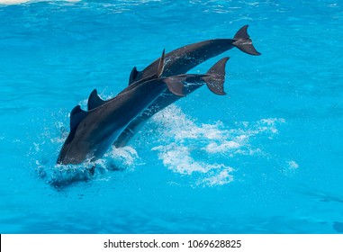 Beautiful Dolphins Swimming. Dolphin Jumping Above Blue Water