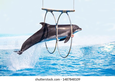 Beautiful Dolphins Swimming. Dolphin Jumping Above Blue Water