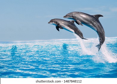 Beautiful Dolphins Swimming. Dolphin Jumping Above Blue Water