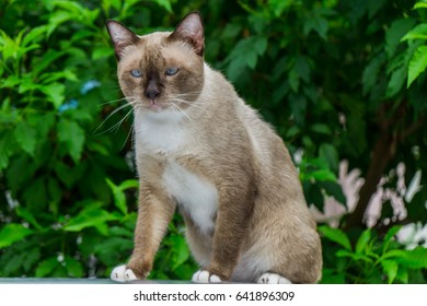 A beautiful domestic brown and white staring cat with blurry green leaf background 