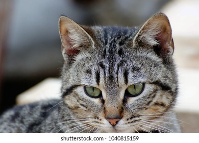 Beautiful Domestic Cat Stock Photo (Edit Now) 1040815159