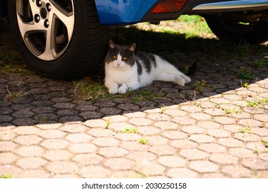 Beautiful Domestic Cat Looking For Shadow Under Modern Car In Hot Summer Day, Hiding Behind Rear Tire