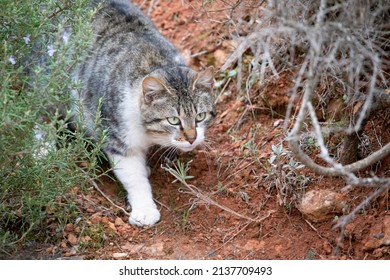 Beautiful Domestic Cat Stalking Its Prey In The Middle Of Mother Nature To Hunt It, The Feline Is One Of The Biggest Predators In The World.