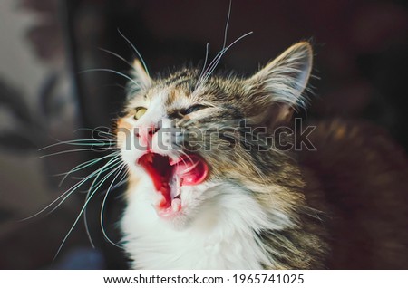 A beautiful domestic cat yawns. The concept of a theme about animals.