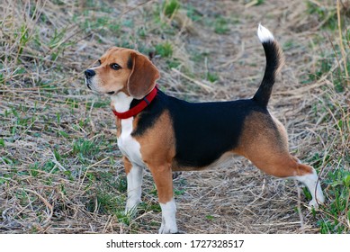 Beautiful Domestic Dog Beagle, Indoor Pet For A Walk, Beautiful Show Dog