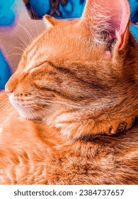 beautiful domestic ginger or orange cat lying close up