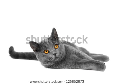 Beautiful domestic gray or blue British short hair cat with yellow eyes  on a white background