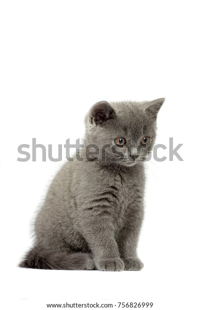 Beautiful Domestic Gray Blue British Short Stock Photo Edit Now