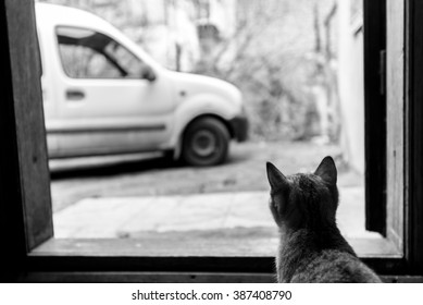 Beautiful Domestic Grey Sweet Cat Sitting At Home And Looking Through Window At Car