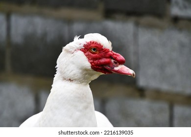 Beautiful Domestic  Muscovy Duck In Normal Mode 