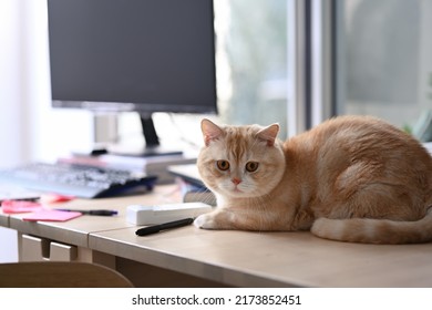 Beautiful Domestic Orange Cat Laying Down On Wooden Table