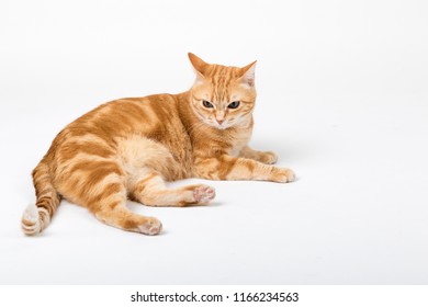 Beautiful Domestic Orange Striped Cat Laying Stock Photo 1166234563 ...