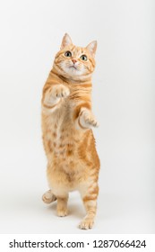 A Beautiful Domestic Orange Striped Cat Jumping, Back Legs On The Ground In Strange, Weird, Funny Positions. Animal Portrait Against Black Background